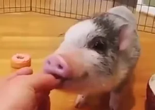 🐷 emoji Больше стиков тут: @stikery4 Telegram sticker 17 of 50