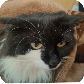 🐱 emoji Кошка Глория Telegram sticker 16 of 23