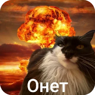 🐱 emoji Кошка Глория Telegram sticker 6 of 23