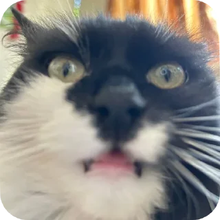 🐱 emoji Кошка Глория Telegram sticker 14 of 23