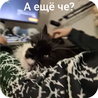 🐱 emoji Кошка Глория Telegram sticker 4 of 23