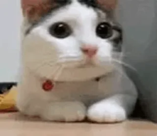 ❌ emoji Вы трахали собаку друга? @imalwaysnearyou Telegram sticker 23 of 96