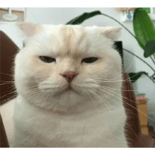 😒 emoji Tired cat Telegram sticker 11 of 28