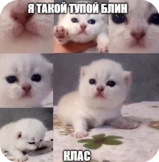 🌟 emoji Скибиди Telegram sticker 9 of 75