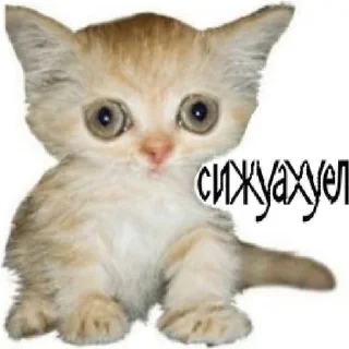 🌟 emoji хуй Telegram sticker 16 of 83
