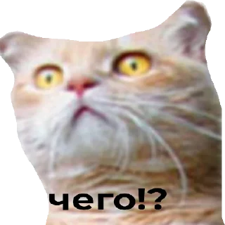 Sticker from Коты чееек