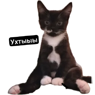 Sticker from Кот Кузя чееек