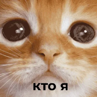 🫡 emoji Коты чееек Telegram sticker 5 of 7