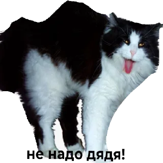 😄 emoji Коты чееек Telegram sticker 7 of 7
