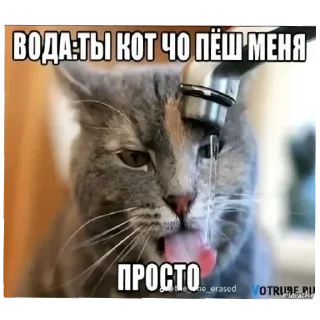 🐱 emoji чюпеп Telegram sticker 9 of 114