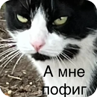 😑 emoji Anon новости Telegram sticker 8 of 76