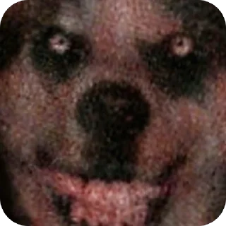 🐶 emoji Anon новости Telegram sticker 6 of 76