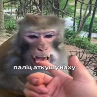 🐵 emoji Жмихнути монке 2.0 :: @stikery_robot Telegram sticker 10 of 35