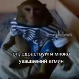 🐵 emoji Жмихнути монке 2.0 :: @stikery_robot Telegram sticker 24 of 35