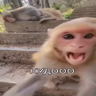 🐵 emoji Жмихнути монке 2.0 :: @stikery_robot Telegram sticker 14 of 35