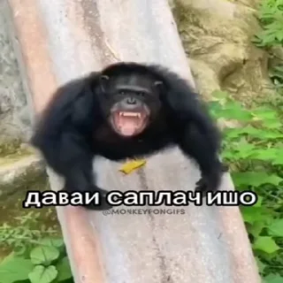 🐵 emoji Жмихнути монке 2.0 :: @stikery_robot Telegram sticker 15 of 35
