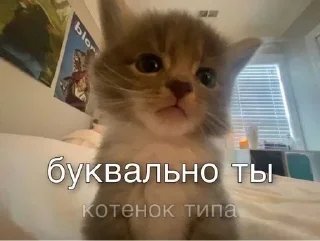 😻 emoji Больше стиков тут: @stikery4 Telegram sticker 5 of 16