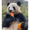 🐼 emoji 𝑉𝑒𝑠𝑜𝑜 @TgEmojis_bot Telegram sticker 2 of 77