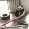 🐼 emoji 𝑉𝑒𝑠𝑜𝑜 @TgEmojis_bot Telegram sticker 3 of 77