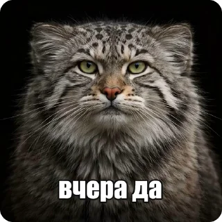 Sticker from БОЛЬШЕ ⇨ @CLOOBHUB МЕМЫ MEMES ТГ TG MARVEL МАРВЕЛ
