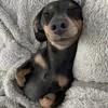 🌟 emoji dachshund ^^ @jkshjoe @sstrxts Telegram sticker 24 of 105