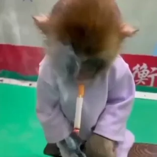🐒 emoji Дзелаешь Загир Telegram sticker 23 of 54