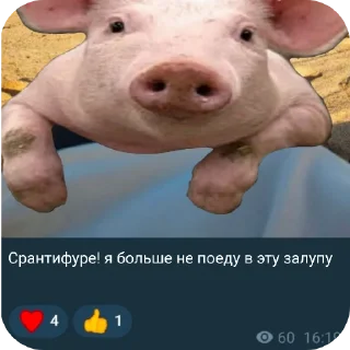 🖼 emoji Отряд свинодетей осаф ➡️ @Ctikerubot Telegram sticker 13 of 14