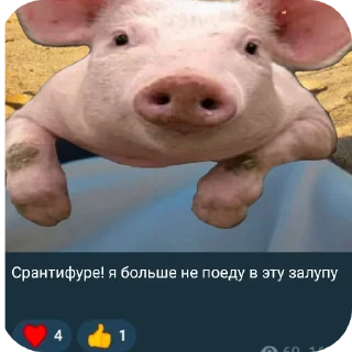 🖼 emoji Отряд свинодетей осаф ➡️ @Ctikerubot Telegram sticker 14 of 14