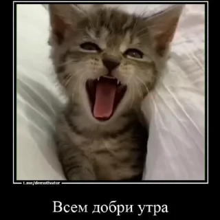 🙈 emoji Любимые огурчика ➡️ @Ctikerubot Telegram sticker 10 of 51