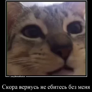 Sticker from Любимые огурчика ➡️ @Ctikerubot