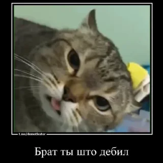 ☺️ emoji Любимые огурчика ➡️ @Ctikerubot Telegram sticker 12 of 51
