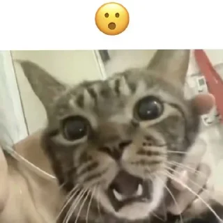 😯 emoji Котики хд смешно мем милые коты лол хд Telegram sticker 23 of 60