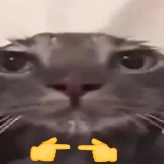 😍 emoji Котики хд смешно мем милые коты лол хд Telegram sticker 13 of 60