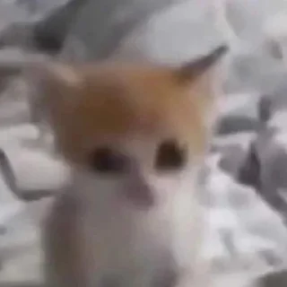 😄 emoji Котики хд смешно мем милые коты лол хд Telegram sticker 1 of 60