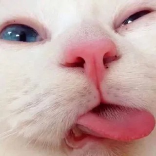 😋 emoji Лучьше стикеры - @lovesticers Telegram sticker 23 of 32