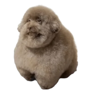 😍 emoji Горішок Хватит Курить Траву Telegram sticker 6 of 9