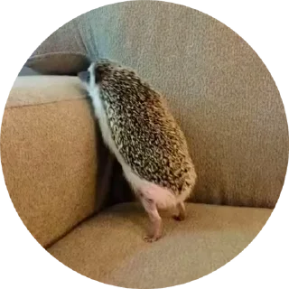 🌟 emoji Больше стиков тут: @stikery4 Telegram sticker 10 of 24