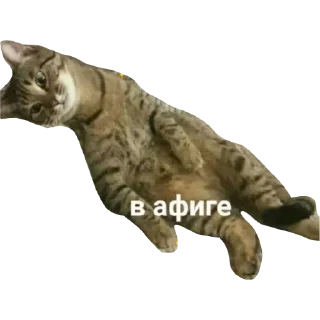 😦 emoji Мяу Telegram sticker 2 of 10