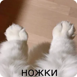🤭 emoji Мяу Telegram sticker 6 of 10