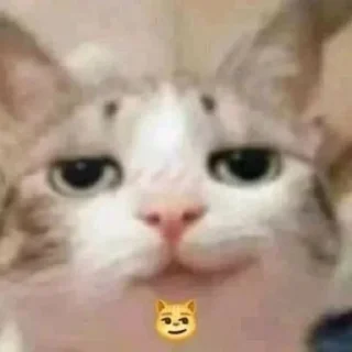 😼 emoji Мяу Telegram sticker 5 of 31