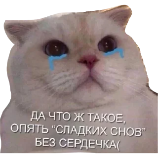 😭 emoji Мяу Telegram sticker 1 of 10
