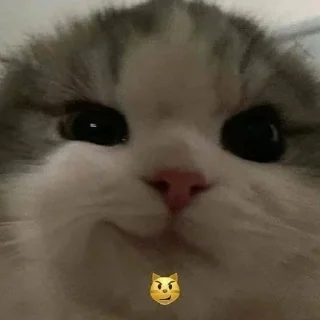 😏 emoji Мяу Telegram sticker 2 of 31