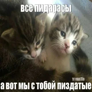 😱 emoji миу ➡️ @Ctikerubot Telegram sticker 19 of 20