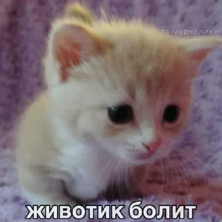 😔 emoji миу ➡️ @Ctikerubot Telegram sticker 10 of 20