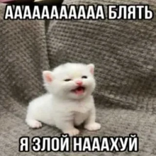 😏 emoji миу ➡️ @Ctikerubot Telegram sticker 1 of 20