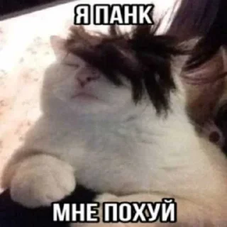 😱 emoji миу ➡️ @Ctikerubot Telegram sticker 15 of 20