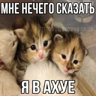 😘 emoji миу ➡️ @Ctikerubot Telegram sticker 20 of 20