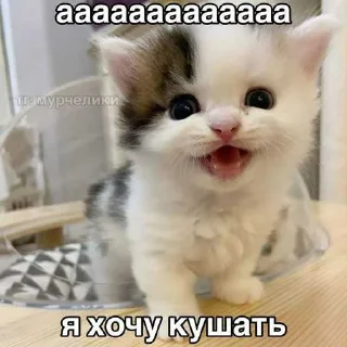 😁 emoji миу ➡️ @Ctikerubot Telegram sticker 9 of 20