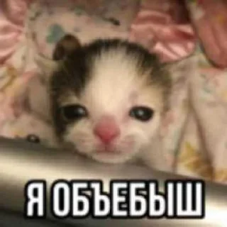 😭 emoji миу ➡️ @Ctikerubot Telegram sticker 4 of 20