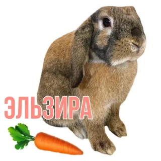🐰 emoji Elli Di stickers 🎥 Telegram sticker 8 of 10